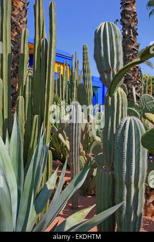 Portrait-Ansicht des blauen Gebäudes durch Pflanzen in Majorelle Gärten in Marrakesch, Marokko Stockfoto