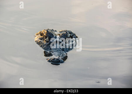 Unheimliche Kopf ein Yacare Caiman, Caiman Crocodilus Yacare, in einem Fluss im Pantanal, Mato Grosso, Brasilien, Südamerika Stockfoto