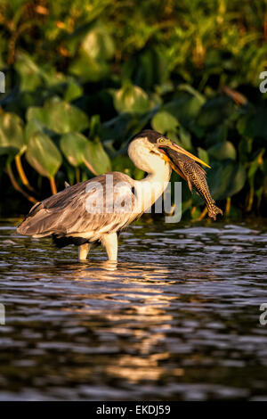 Cocoi Heron oder weiß-necked Reiher, Ardea Cocoi waten in einem Fluss in den Pantanal halten Fisch im Schnabel, Mato Grosso, Brasilien Stockfoto