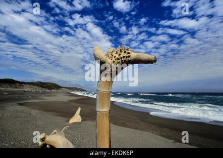 Sigatoka Sanddünen-Nationalpark. Viti Levu. Fidschi. Südpazifik Stockfoto