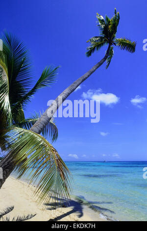 Strand auf Malolo Island Plantation Island. Lailai Insel. Fidschi-Inseln. Süd Pazifik Stockfoto