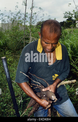 Maniokwurzel. Fidschi-Inseln. Süd Pazifik Stockfoto