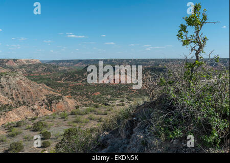 Palo Duro Canyon. In der Nähe von Amarillo. Texas Panhandle. USA Stockfoto