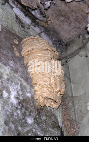 Hornissennest - Vespa crabro Stockfoto