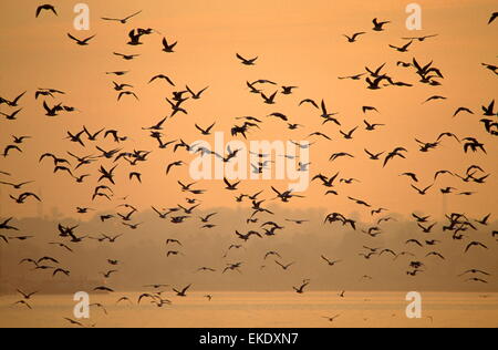 AJAXNETPHOTO. SOUTHAMPTON, ENGLAND. -EIN HERDE VON SEEVÖGELN ALATA ÜBER SOUTHAMPTON WASSER BEI SONNENUNTERGANG. FOTO: JONATHAN EASTLAND/AJAX REF: 21501 4 106 Stockfoto