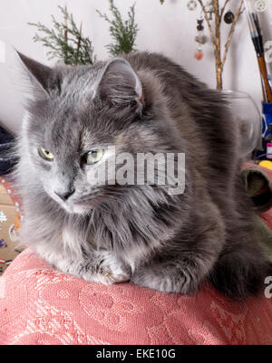 Flauschige graue Katze drinnen ruhen Stockfoto