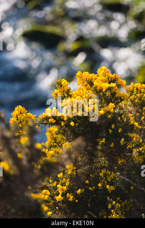 gelber Ginster Blüte durch Strom Stockfoto