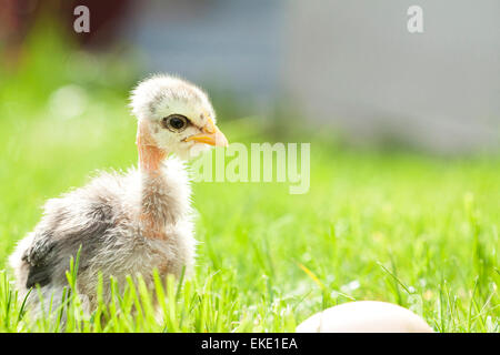 Ein paar Tage alt-Huhn in dem grünen Rasen - Frühling-Konzept Stockfoto