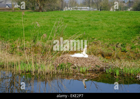 Schwan am Nest weiter um im Frühjahr Kanal Stockfoto