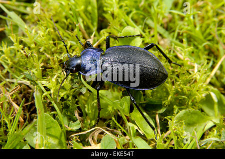 Violette Boden Käfer - Carabus violaceus Stockfoto