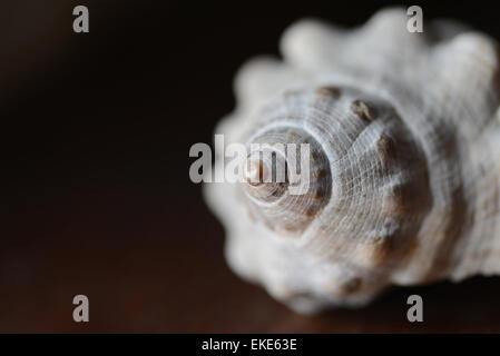 Sea Shell Makro Nahaufnahme über braunen Hintergrund. Stockfoto