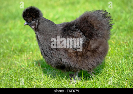 Schwarze Huhn auf Rasen Stockfoto