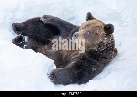 Grizzly Bär (Ursus Arctos Horribilis) Verlegung in den Schnee nach dem Austritt aus dem Ruhezustand durch den winter Stockfoto