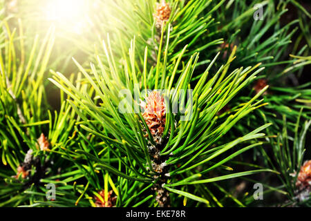 Pinus Mugo. Nadeln und Knospen hautnah Stockfoto