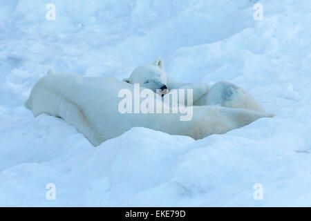 Eisbär (Ursus Maritimus) männlichen und weiblichen Bären miteinander schlafen, während der Mateing Saison Stockfoto