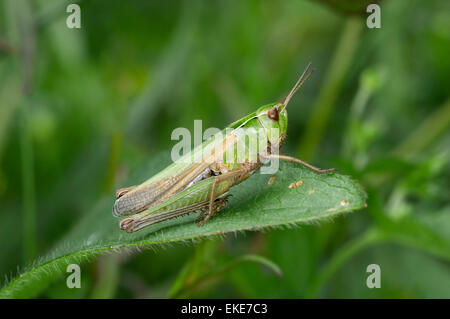 Gemeinsamen grünen Heuschrecke - Omocestus viridulus Stockfoto