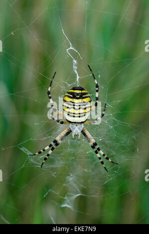 Wasp Spider - Argiope bruennichii Stockfoto