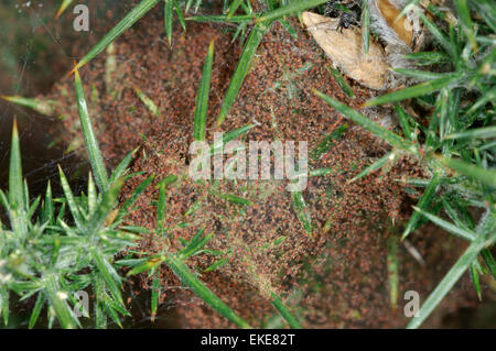 Ginster Spinnmilbe - Tetranychus lintearius Stockfoto