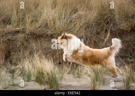 Tan und weiß Rough Collie Sprung durch lange Rasen am Strand Stockfoto