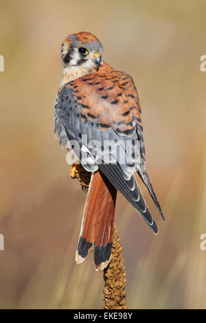 Amerikanische Turmfalke (Falco Sparverius) sitzt auf einer Königskerze Stockfoto