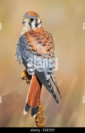 Amerikanische Turmfalke (Falco Sparverius) sitzt auf einer Königskerze Stockfoto