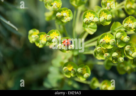 Kleine Marienkäfer auf eine Frühlingsblume Stockfoto