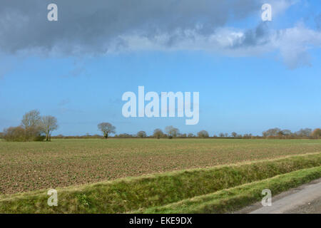 Flaches Feld in Norfolk, England Stockfoto