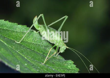 Speckled Bush-Cricket - Leptophyes punctatissima Stockfoto