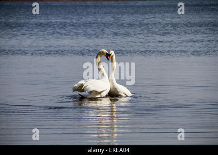 Paarung Höckerschwäne am Teich Clatto Park in Dundee, Großbritannien Stockfoto