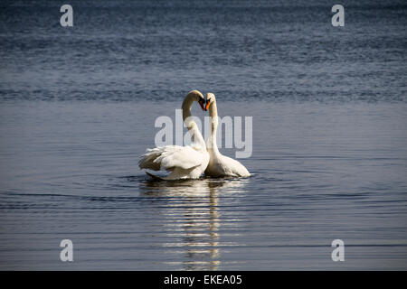 Paarung Höckerschwäne am Teich Clatto Park in Dundee, Großbritannien Stockfoto