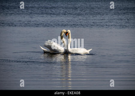 Paarung Höckerschwäne am Teich Clatto Park in Dundee, Großbritannien Stockfoto