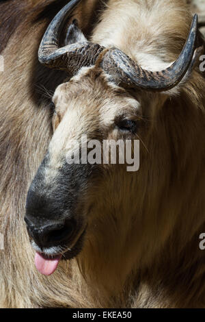 Nahaufnahme einer Takin eine tibetische Säugetier gefunden oft im Himalaya. Dieses Bild wurde in einem Zoo aufgenommen. Stockfoto