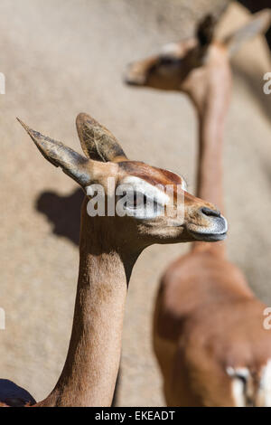 Gerenuk - Litocranius Walleri - Nahaufnahme Kopfschuss mit einem anderen im Hintergrund Stockfoto