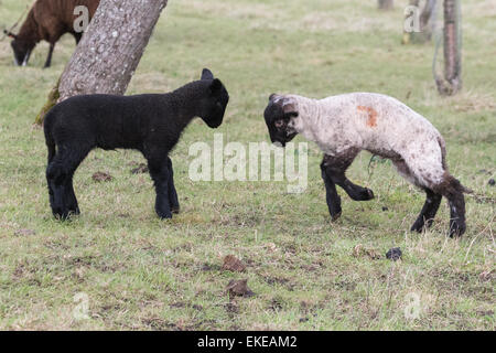 Ein schwarzes und ein schwarz konfrontiert weißes Lamm Praxis butting in einer Apfelplantage im zeitigen Frühjahr in Glastonbury Stockfoto