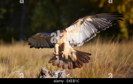 Rot - angebundener Falke (Buteo Jamaicensis) im Flug Stockfoto