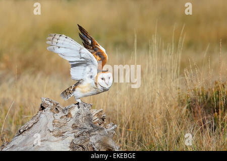 Schleiereule (Tyto Alba) sitzt auf einem Baumstumpf Stockfoto