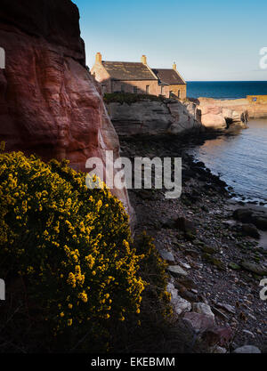 Die kleinen schottischen Fischerhafen in der Bucht an der Ostküste von Schottland in der Nähe von Dunbar. Stockfoto