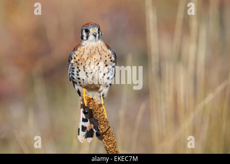 Amerikanische Turmfalke (Falco Sparverius) sitzt auf einer Königskerze Stockfoto