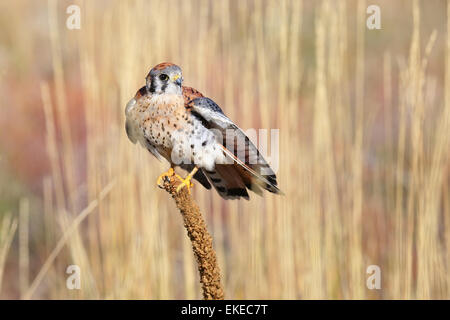 Amerikanische Turmfalke (Falco Sparverius) sitzt auf einer Königskerze Stockfoto