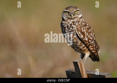 Sitzen auf eine Holzstange Kanincheneule (Athene Cunicularia) Stockfoto