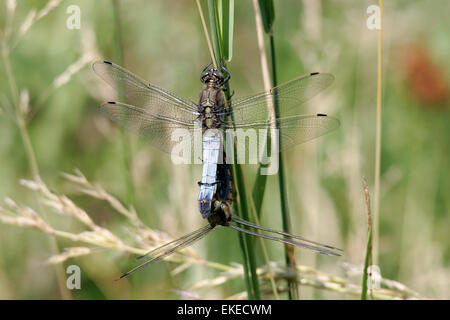 Schwarz-angebundene Skimmer - Orthetrum cancellatum Stockfoto