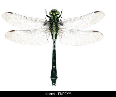 Club-tailed Dragonfly - Befestigung vulgatissimus Stockfoto