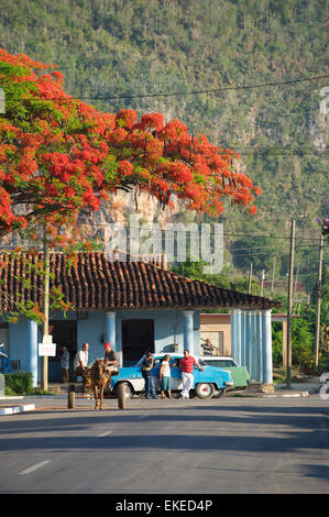 VINALES, Kuba - 20. Mai 2011: Traditionelle Pferd und Buggy teilt sich die Straße mit einen amerikanischen Oldtimer unter dem roten Flamme Baum. Stockfoto