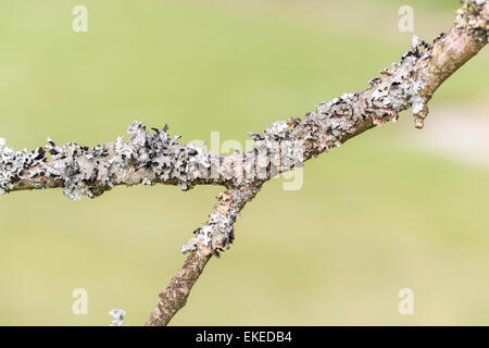 Attraktive Nahaufnahme von texturierten Flechten auf einen alten Baum Zweig, Surrey, England, UK Stockfoto