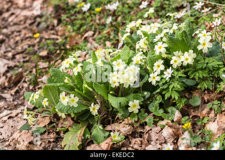 Ziemlich wilde Primeln Primula Vulgaris, in braun gefallene Eiche wächst im Wald im Frühling, Surrey, England Blätter gelb Stockfoto