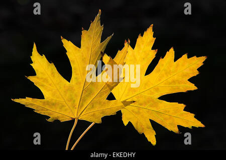 Nahaufnahme eines gelben Ahornblätter mit dunklem Hintergrund Stockfoto
