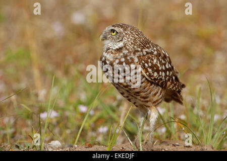 Kanincheneule (Athene Cunicularia) stehen auf dem Boden Stockfoto