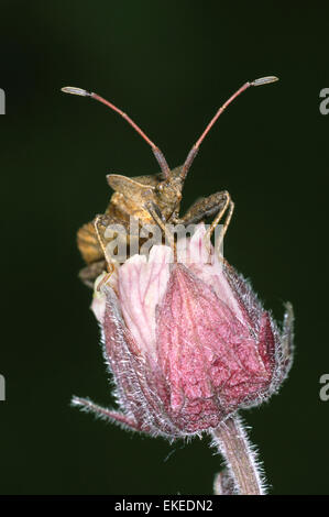 Dock Bug - Coreus marginatus Stockfoto