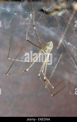 Papa lange Beine Spider - Pholcus phalangioides Stockfoto