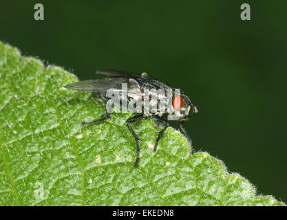 Fleisch-Fly - Sarcophaga carnaria Stockfoto